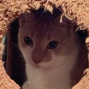 Meet your Posher, Denise